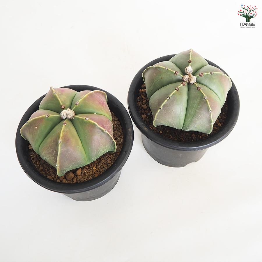 サボテン 碧瑠璃鸞鳳玉 多肉植物 5号/1個売り さぼてん 仙人掌 観葉