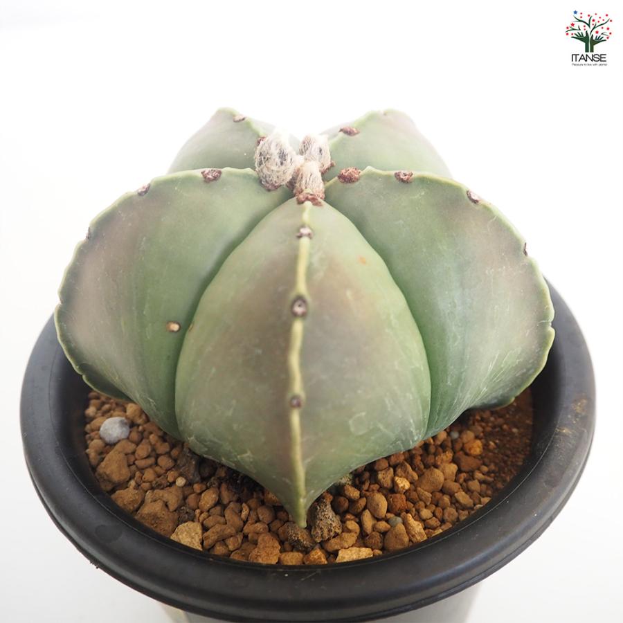 サボテン 碧瑠璃鸞鳳玉 多肉植物 5号/1個売り さぼてん 仙人掌 観葉