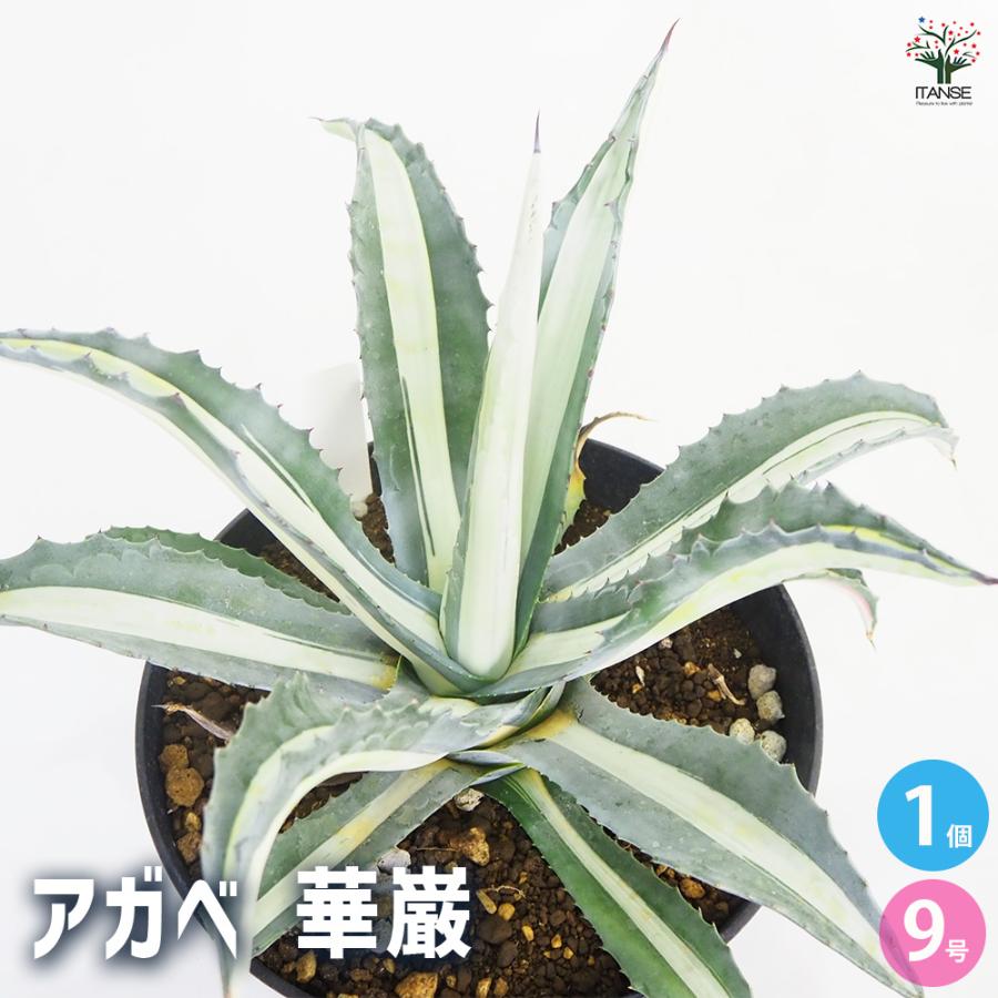アガベ 華巌 多肉植物 9号/1個売り リビング オフィス 事務所