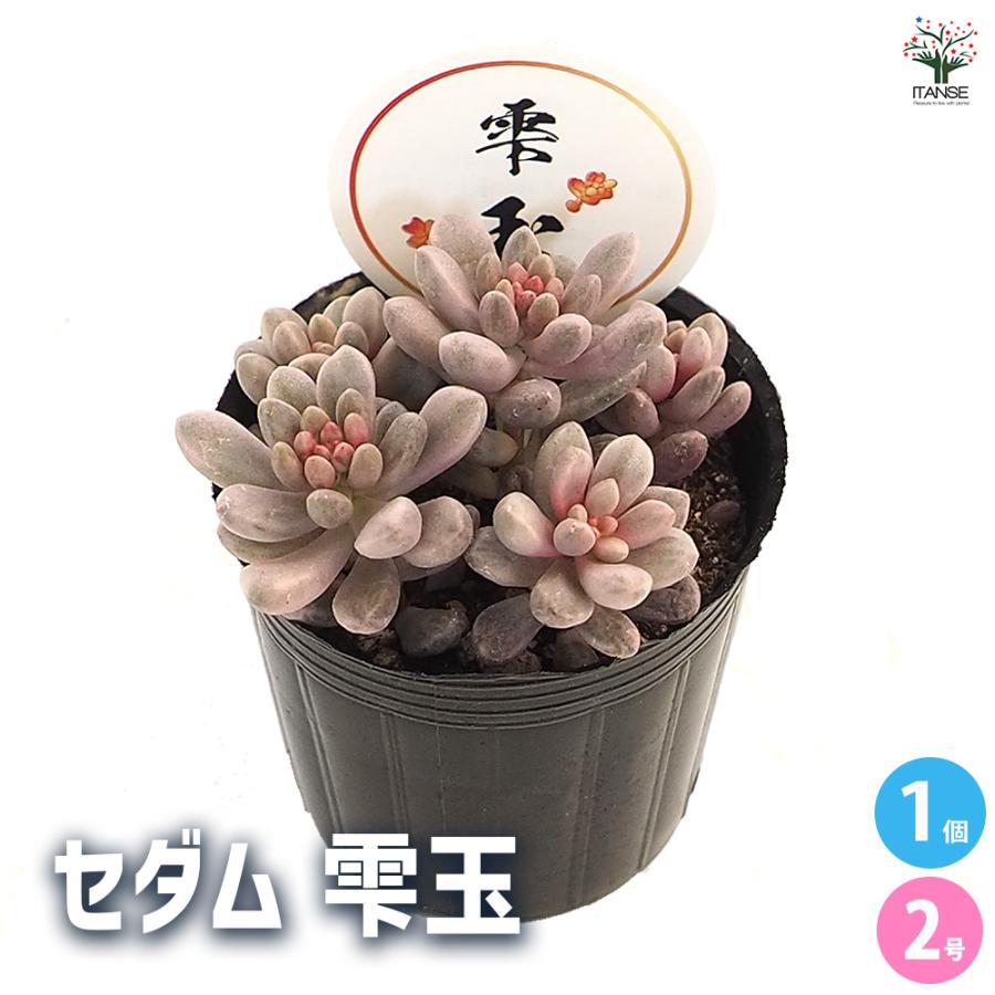 セダム 雫玉 多肉植物 2号/1個売り グランドカバー 観葉植物 リビング