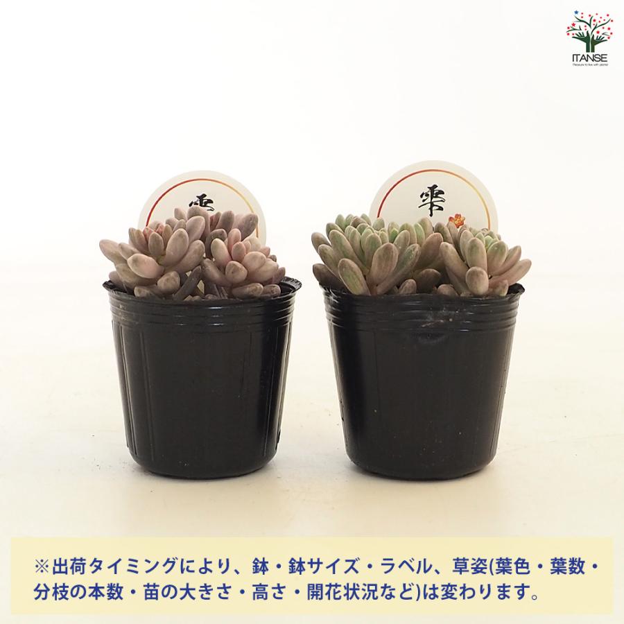 セダム 雫玉 多肉植物 2号/1個売り グランドカバー 観葉植物 リビング