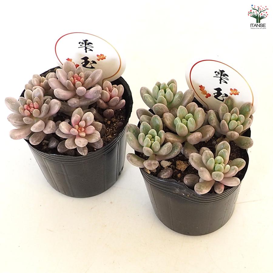 セダム 雫玉 多肉植物 2号/1個売り グランドカバー 観葉植物 リビング