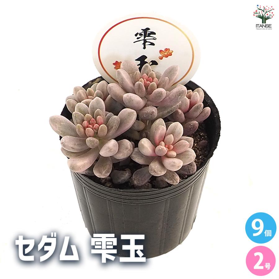 セダム 雫玉 多肉植物 2号/お買い得9個セット グランドカバー 観葉植物