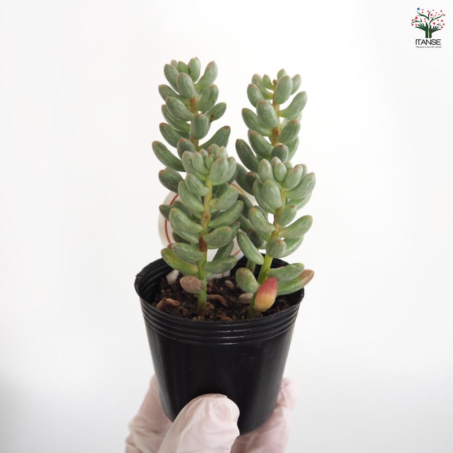 セダム 雫玉 多肉植物 2号/お買い得9個セット グランドカバー 観葉植物