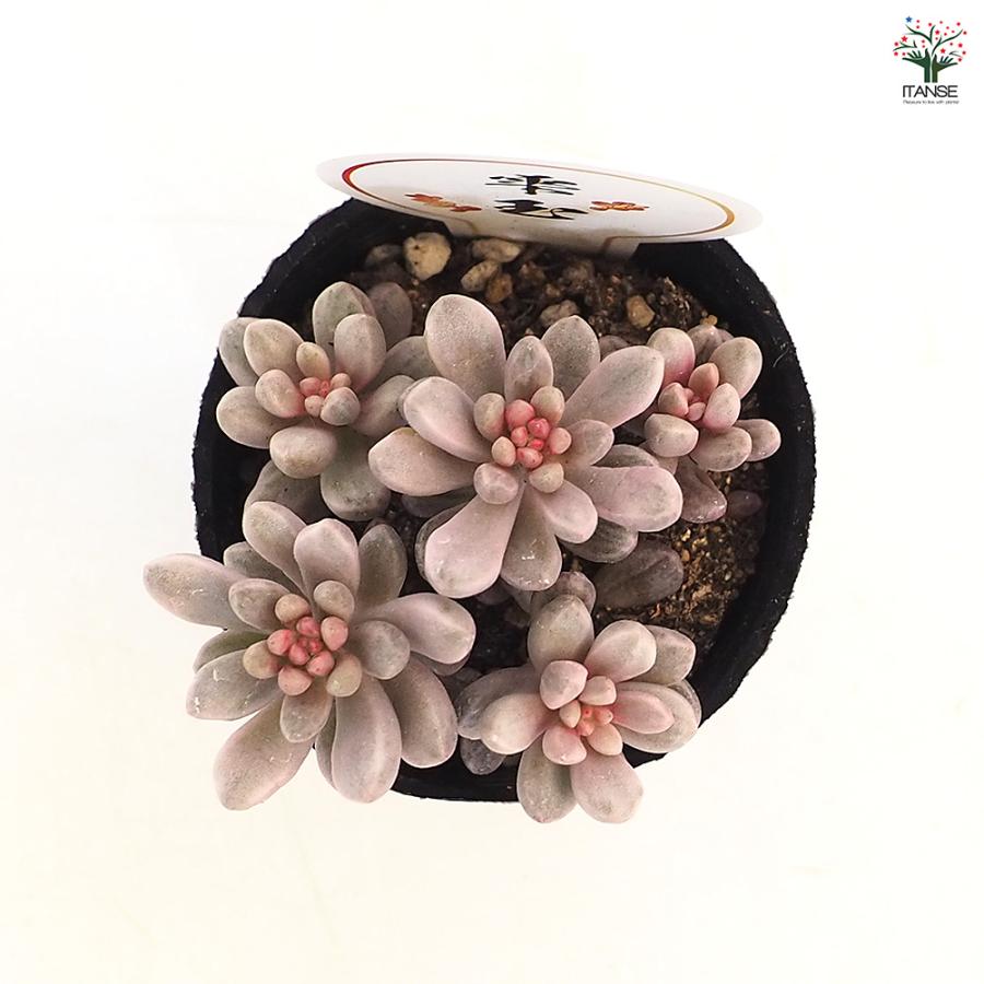 セダム 雫玉 多肉植物 2号/お買い得9個セット グランドカバー 観葉植物
