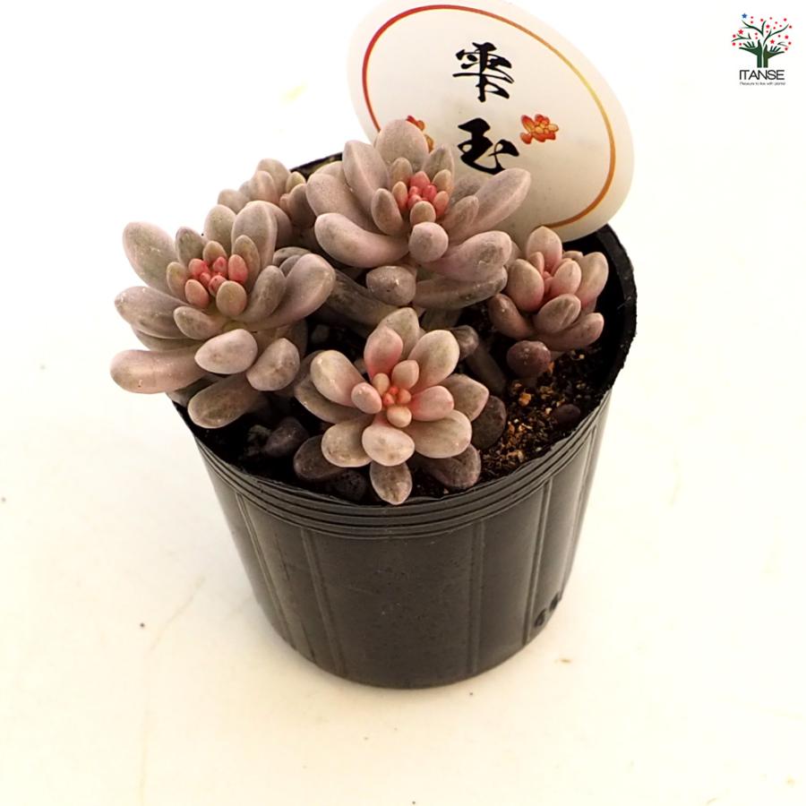 セダム 雫玉 多肉植物 2号/お買い得9個セット グランドカバー 観葉植物