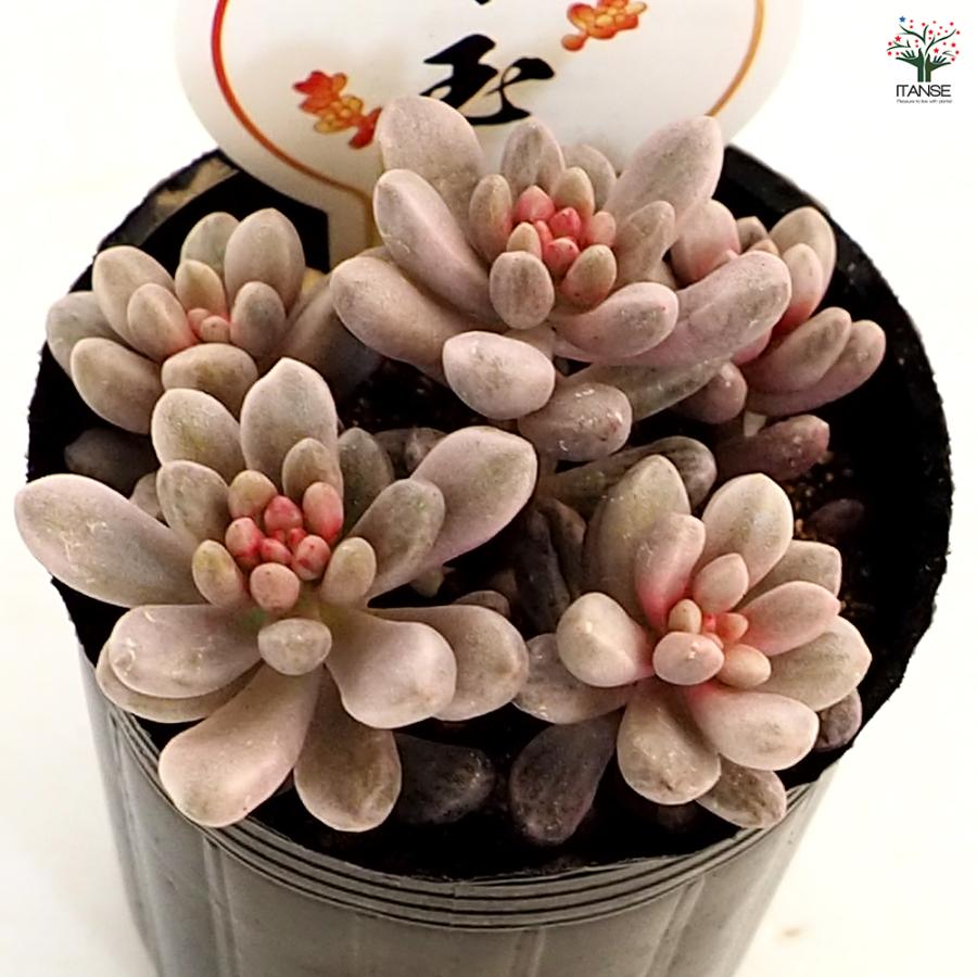 セダム 雫玉 多肉植物 2号/お買い得9個セット グランドカバー 観葉植物