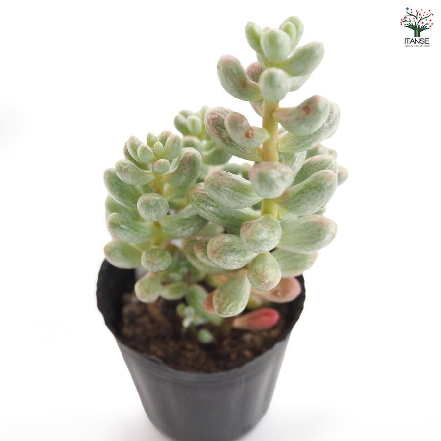 セダム 雫玉 多肉植物 2号/お買い得9個セット グランドカバー 観葉植物