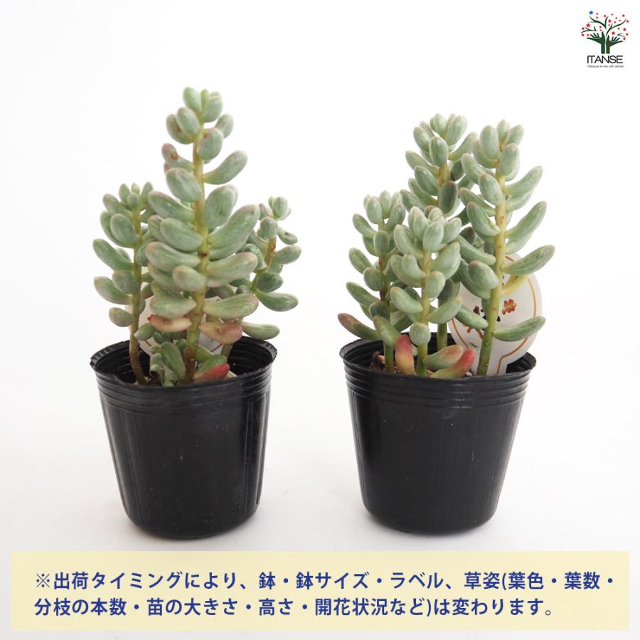 セダム 雫玉 多肉植物 2号/お買い得9個セット グランドカバー 観葉植物
