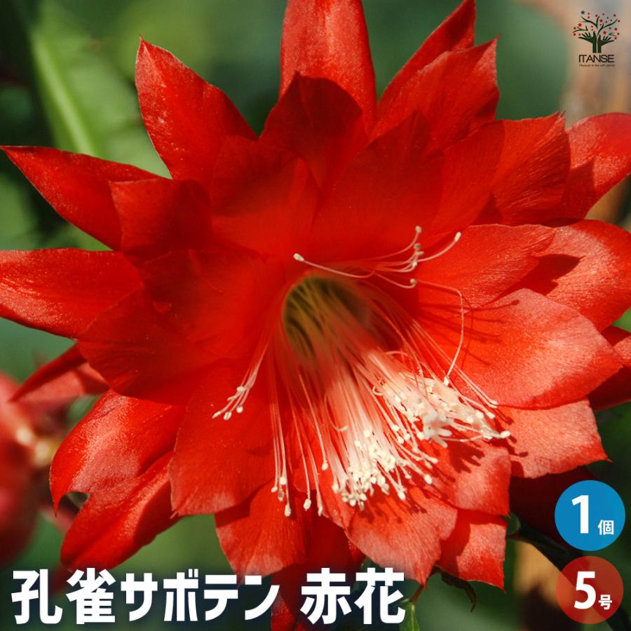 孔雀サボテン 赤 多肉植物 5号/1個売り さぼてん サボテン 仙人掌 孔雀