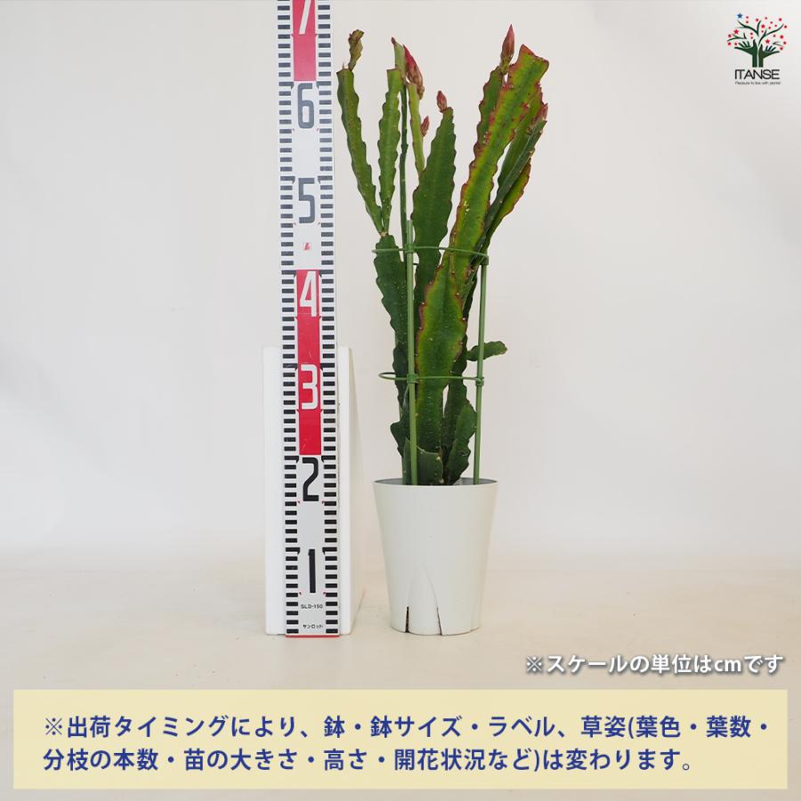 孔雀サボテン 赤 多肉植物 5号/1個売り さぼてん サボテン