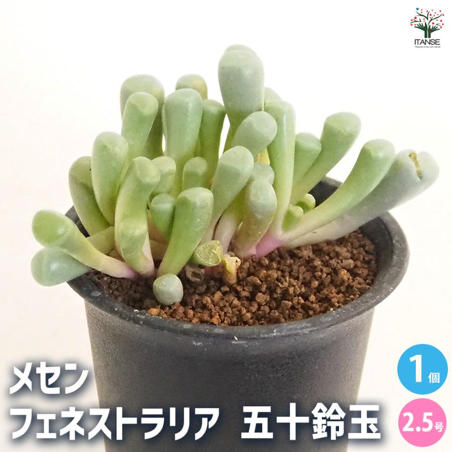 メセン フェネストラリア 五十鈴玉 多肉植物 2.5号/1個売り リビング