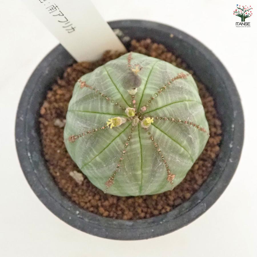 ユーフォルビア オベサ 多肉植物 2.5号/1個売り 花苗 お花 宿根草