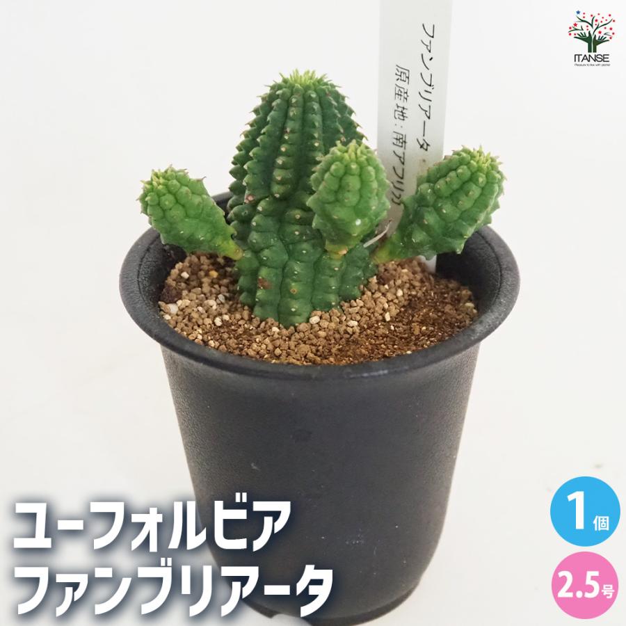 ユーフォルビア ファンブリアータ 多肉植物 2.5号/1個売り 花苗 お花