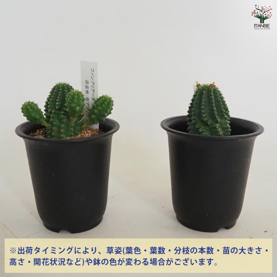 ユーフォルビア ファンブリアータ 多肉植物 2.5号/1個売り 花苗 お花