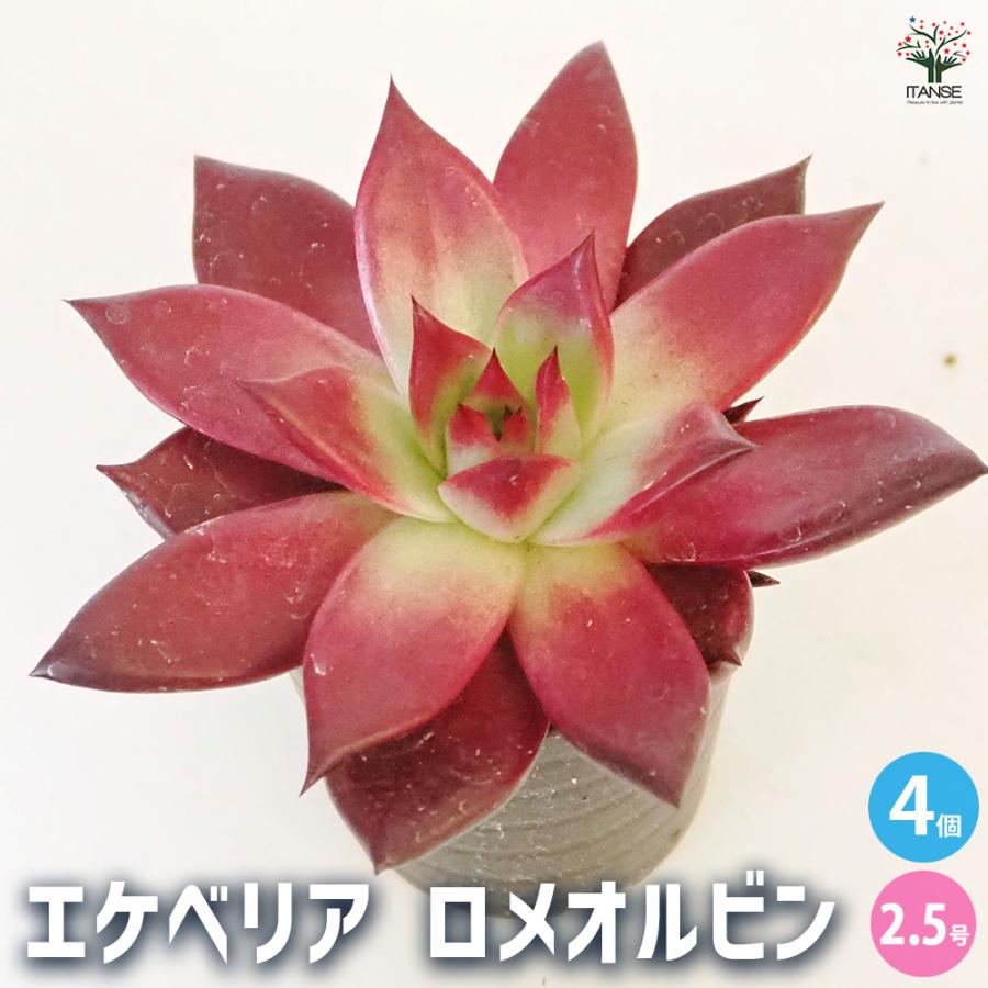 エケベリア A.ロメオルビン 多肉植物 2.5号/お買い得4個セット 観葉