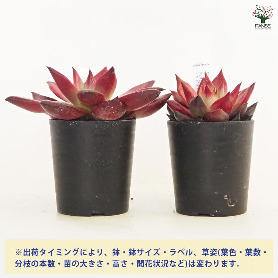 エケベリア A.ロメオルビン 多肉植物 2.5号/お買い得4個セット 観葉