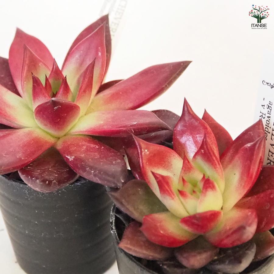 エケベリア A.ロメオルビン 多肉植物 2.5号/お買い得4個セット 観葉