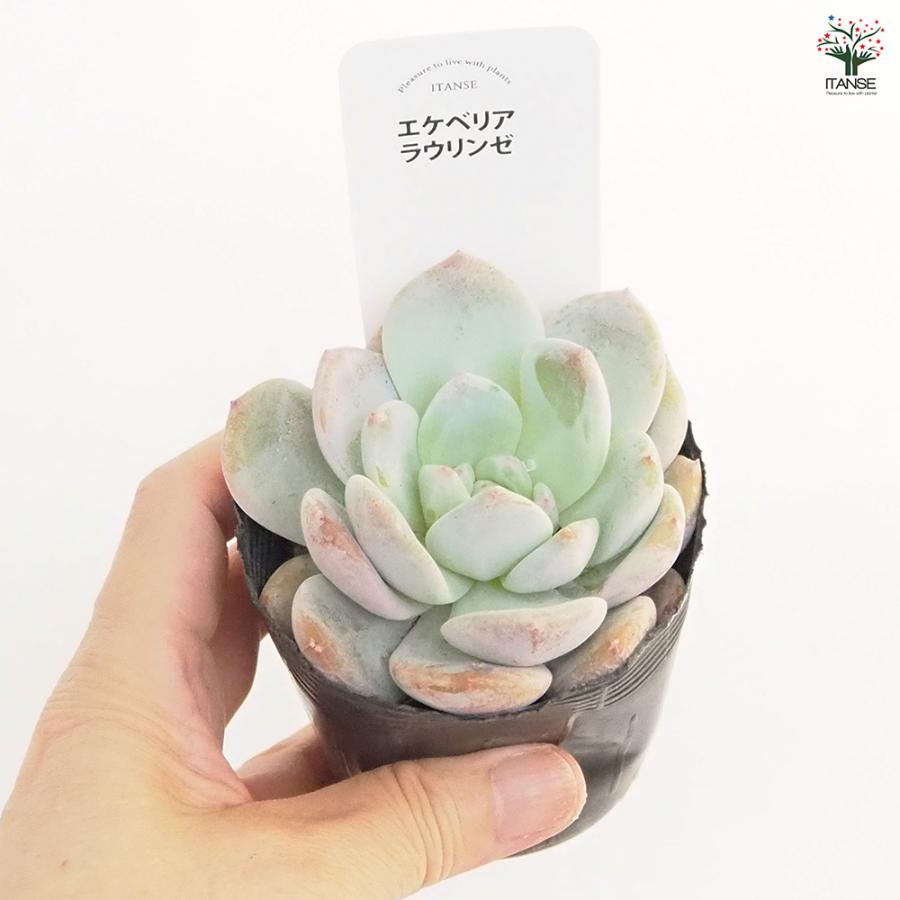 エケベリア ラウリンゼ 多肉植物 2.5号/1個売り 観葉植物 インテリア