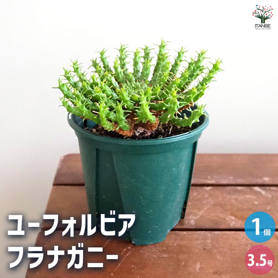 ユーフォルビア フラナガニー 多肉植物 3.5号/1個売り 花苗 お花