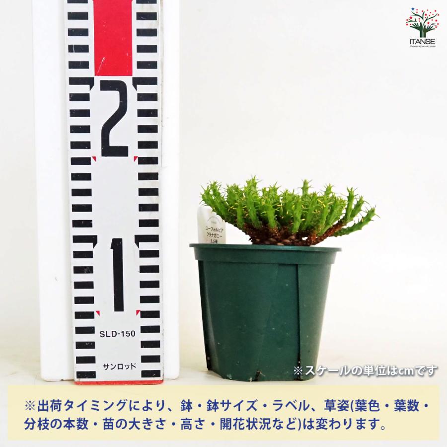 わ*様 多肉植物　ユーフォルビア　3.5寸8種8鉢　観葉植物 PLANCHU 多肉植物 ユーフォルビア ホワイトゴースト 3.5号鉢 受け皿