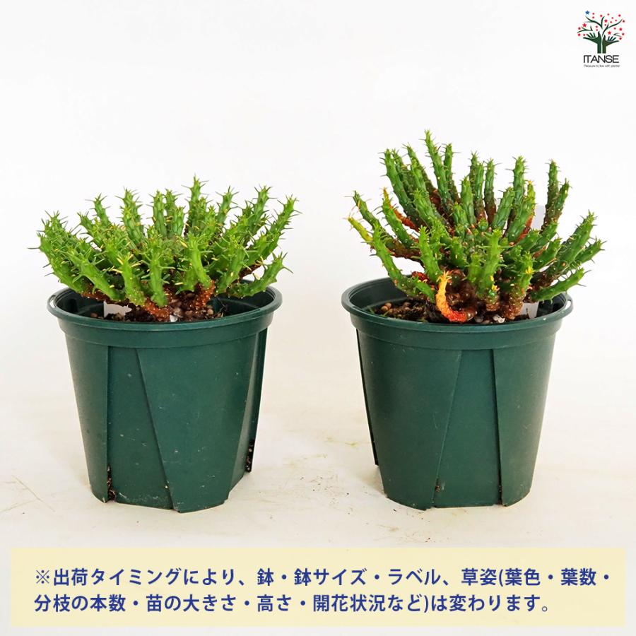 ユーフォルビア フラナガニー 多肉植物 3.5号/1個売り 花苗 お花