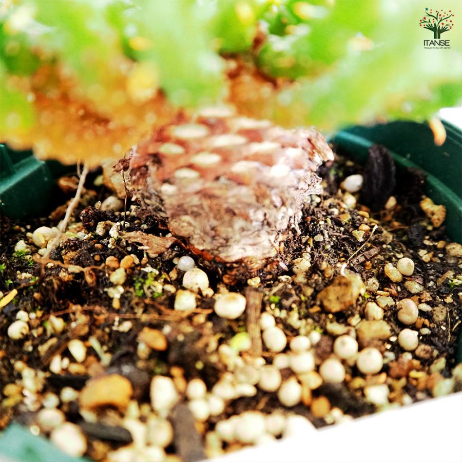 ユーフォルビア フラナガニー 多肉植物 3.5号/1個売り 花苗 お花