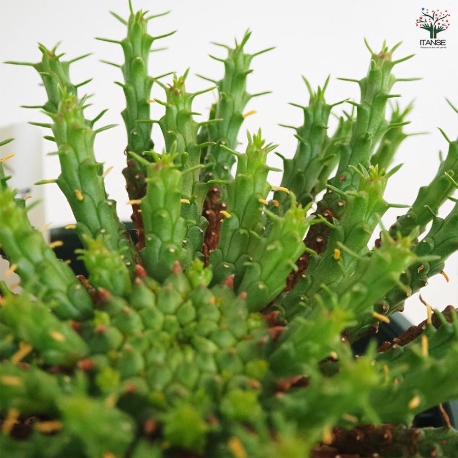 ユーフォルビア フラナガニー 多肉植物 3.5号/1個売り 花苗 お花