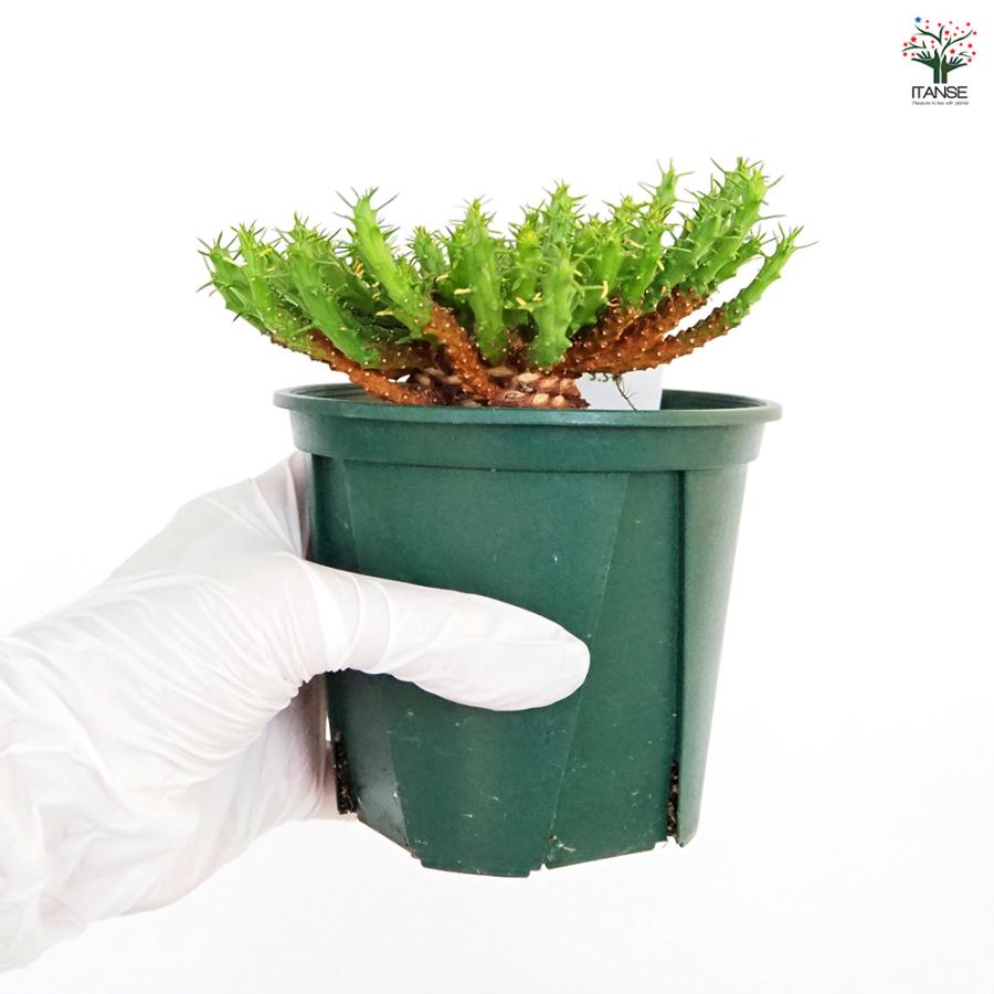 ユーフォルビア フラナガニー 多肉植物 3.5号/1個売り 花苗 お花