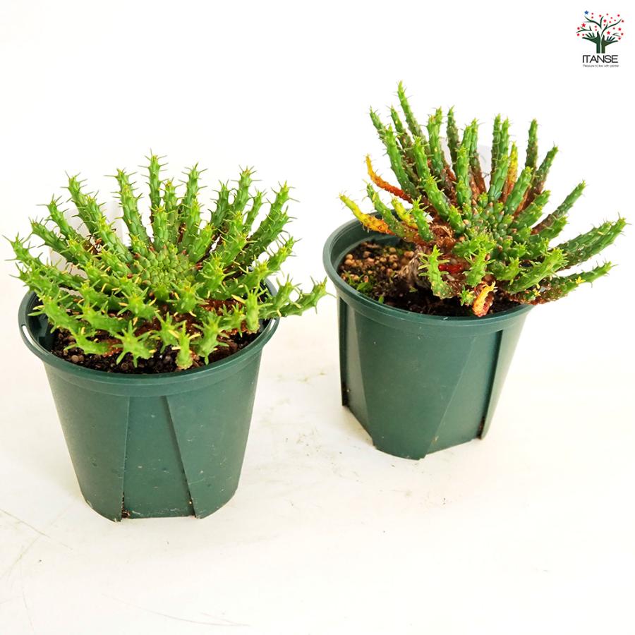 ユーフォルビア フラナガニー 多肉植物 3.5号/1個売り 花苗 お花