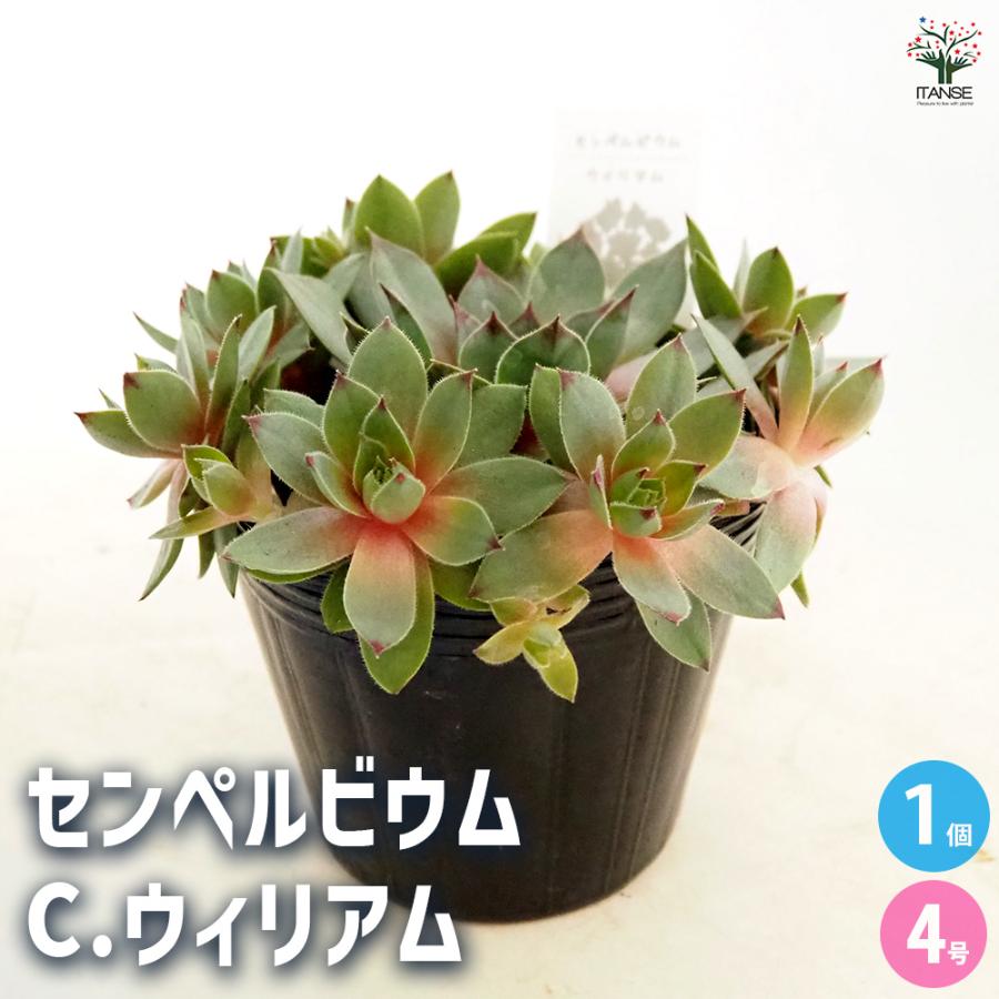 センペルビウム C.ウィリアム 多肉植物 4号/1個売り 多肉 観葉植物