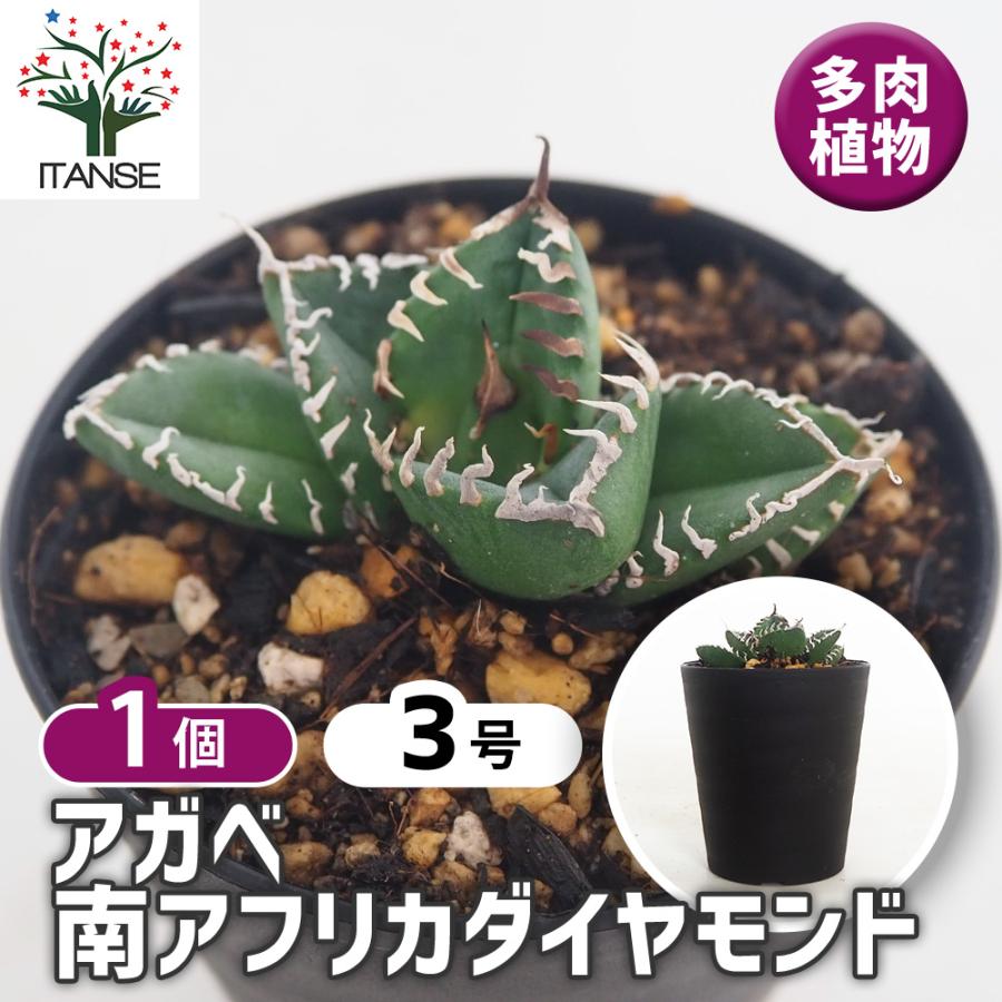 アガベ 南アフリカダイヤモンド 多肉植物 3号/1個売り リビング