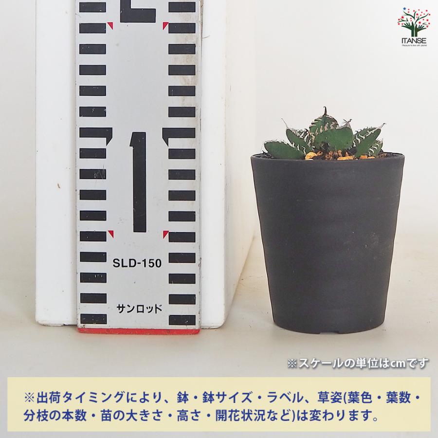 アガベ 南アフリカダイヤモンド 多肉植物 3号/1個売り リビング 