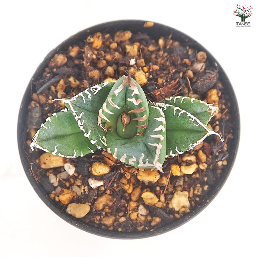 アガベ 南アフリカダイヤモンド 多肉植物 3号/1個売り リビング