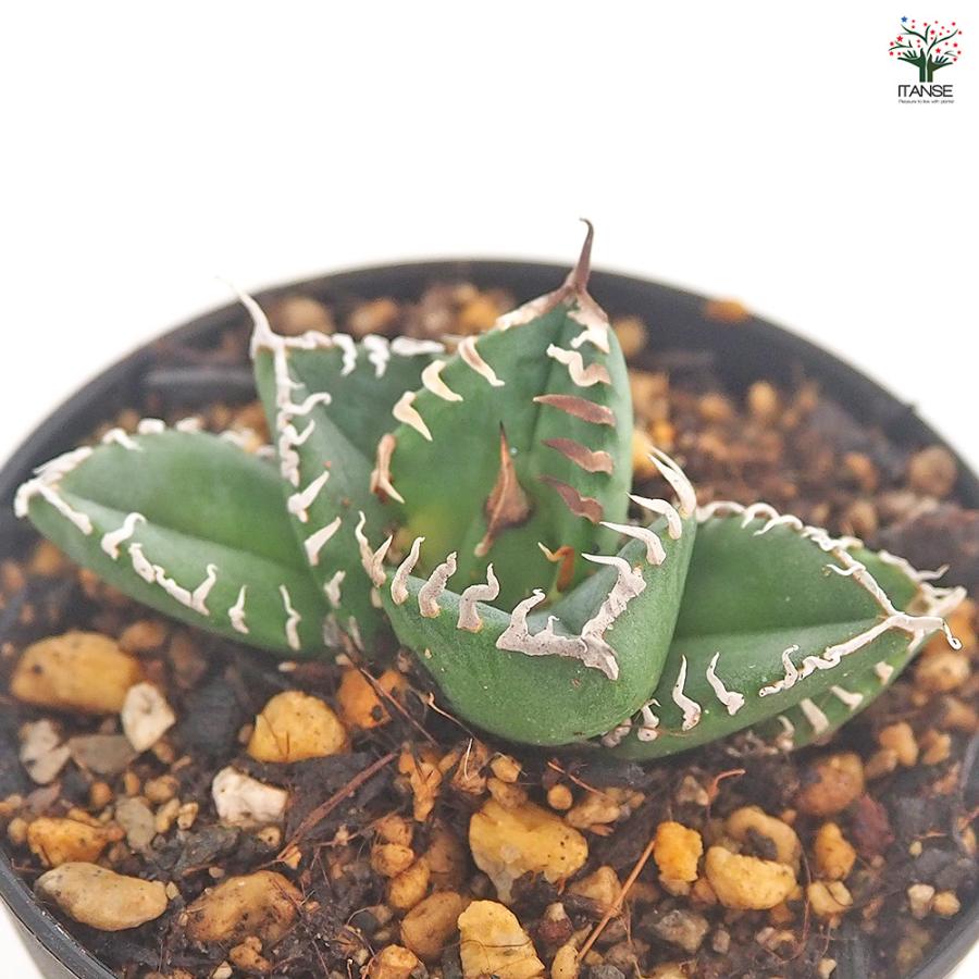 アガベ 南アフリカダイヤモンド 多肉植物 3号/1個売り リビング