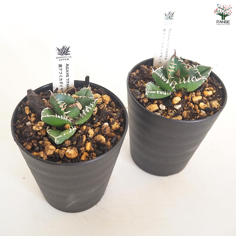 アガベ 南アフリカダイヤモンド 多肉植物 3号/1個売り リビング