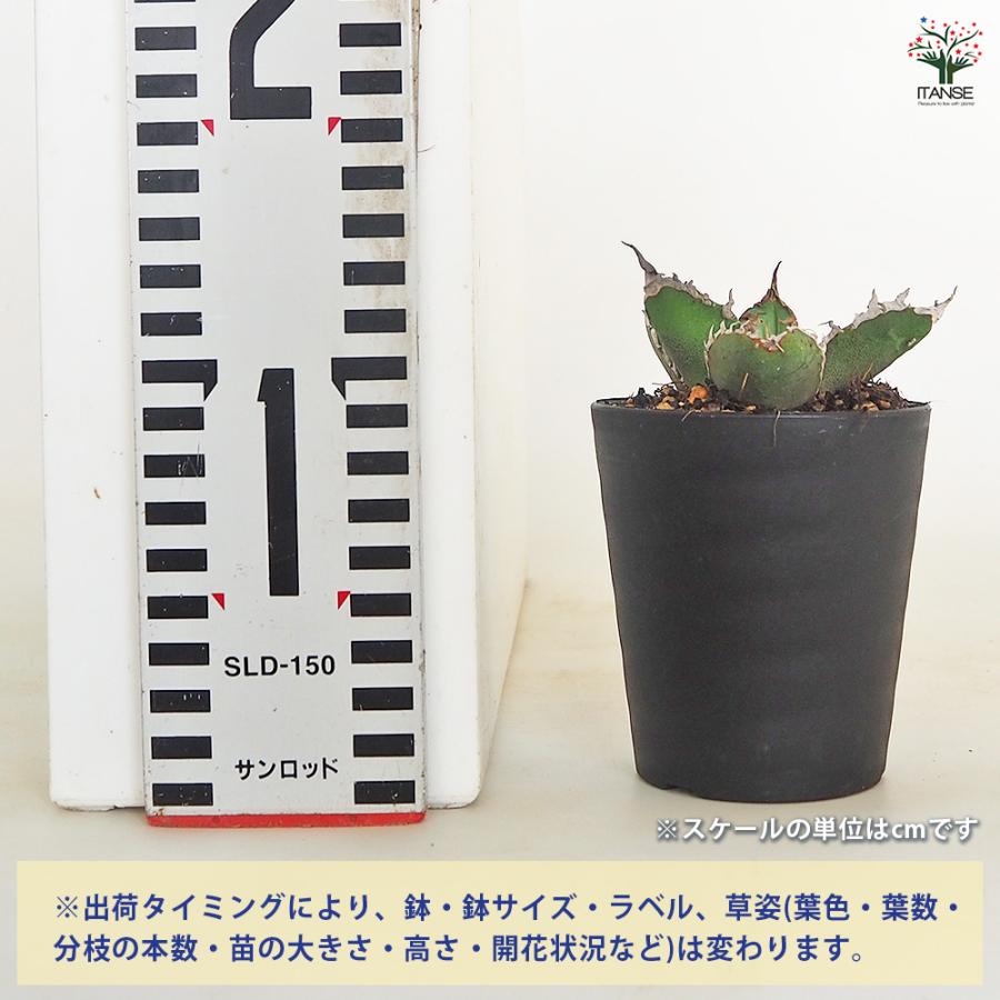 アガベ チタノタ ゴジラ 多肉植物 3号/1個売り リビング オフィス 事務