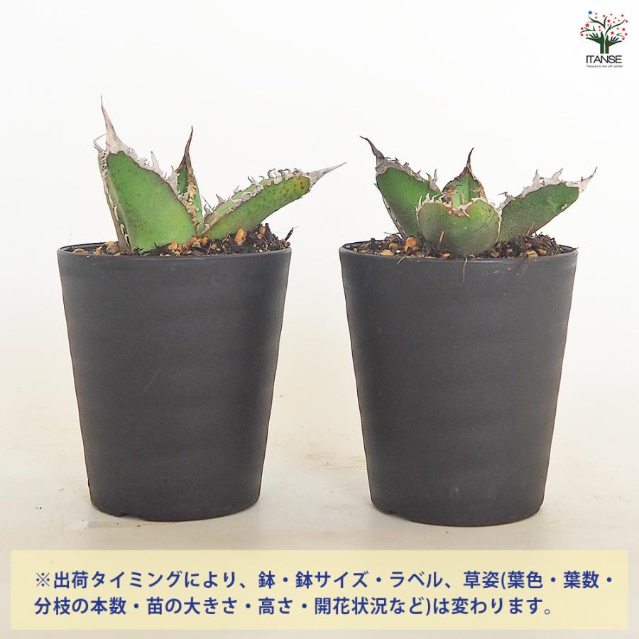 アガベ チタノタ ゴジラ 多肉植物 3号/1個売り リビング オフィス 事務