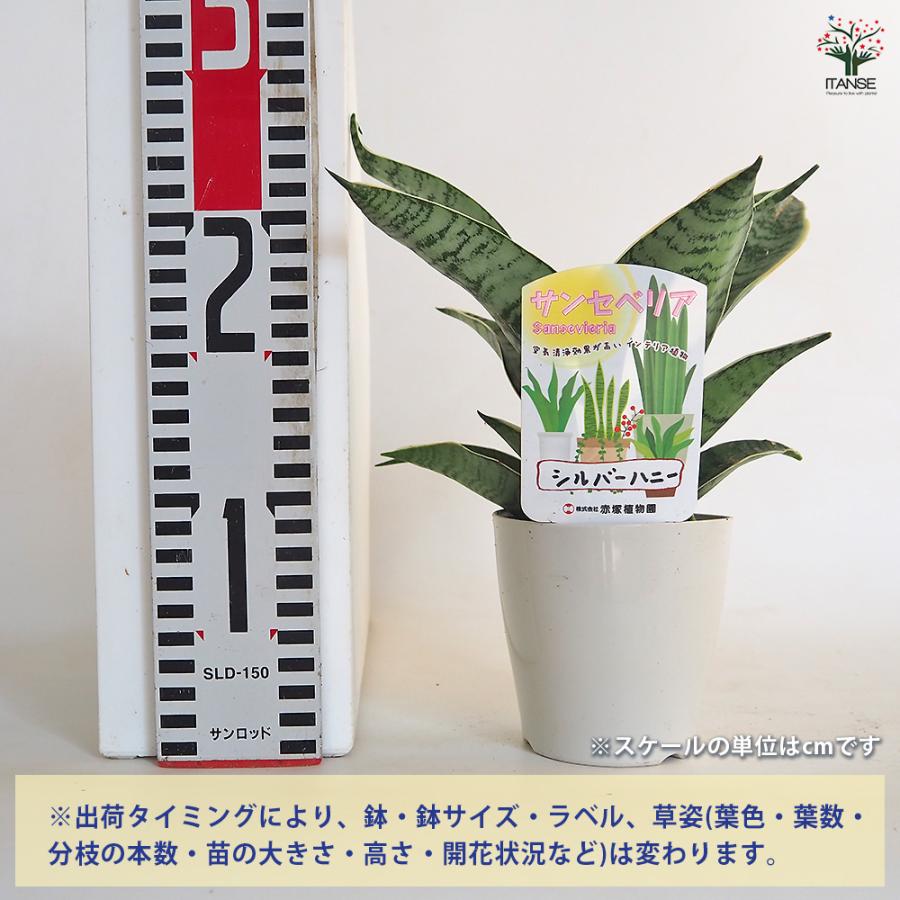 サンスベリア シルバーハニー 多肉植物 3.5号/1個売り リビング