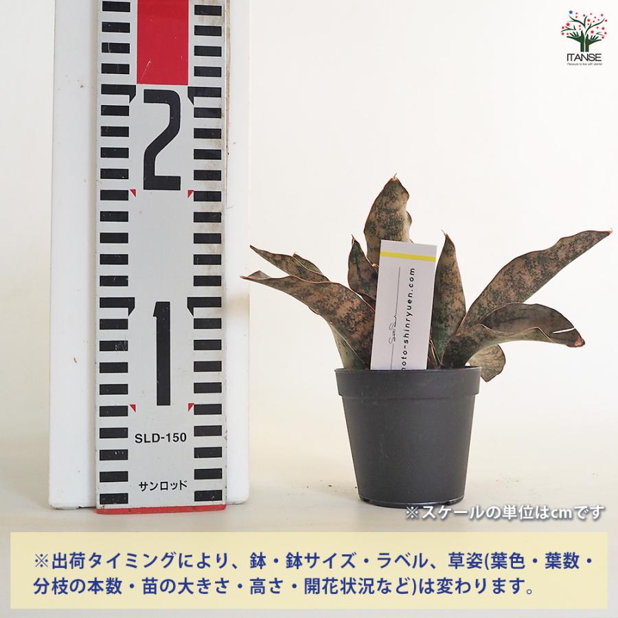 サンスベリア キルキー コパトーン 多肉植物 2.5号/1個売り