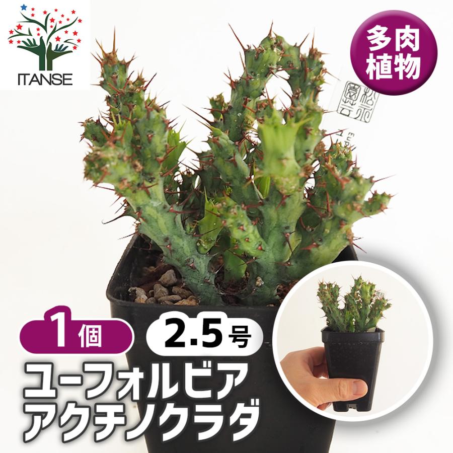 【希少】ユーフォルビア STELLA.PLANTS | 2 アクチノクラダ ユーフォルビア グラキリス 塊根植物 コーデックス3寸 アクチノクラダ 塊根植物・コーデックス