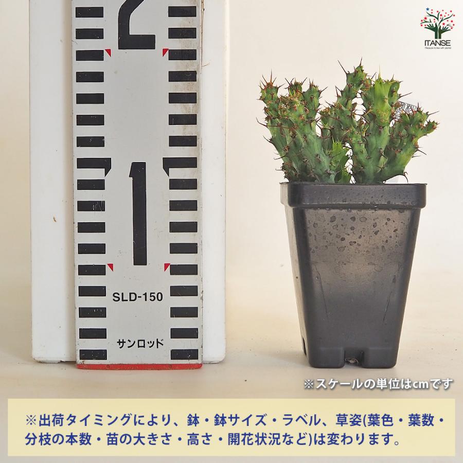 ユーフォルビア アクチノクラダ 多肉植物 2.5号/1個売り 花苗 お花