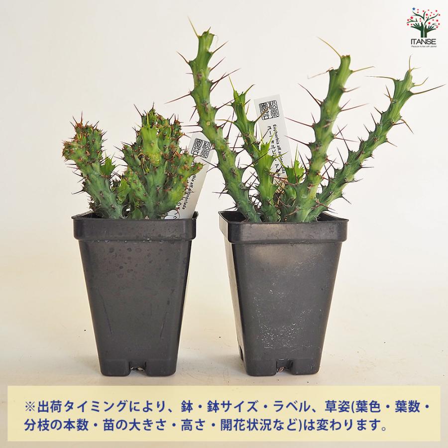 ユーフォルビア アクチノクラダ 多肉植物 2.5号/1個売り 花苗 お花