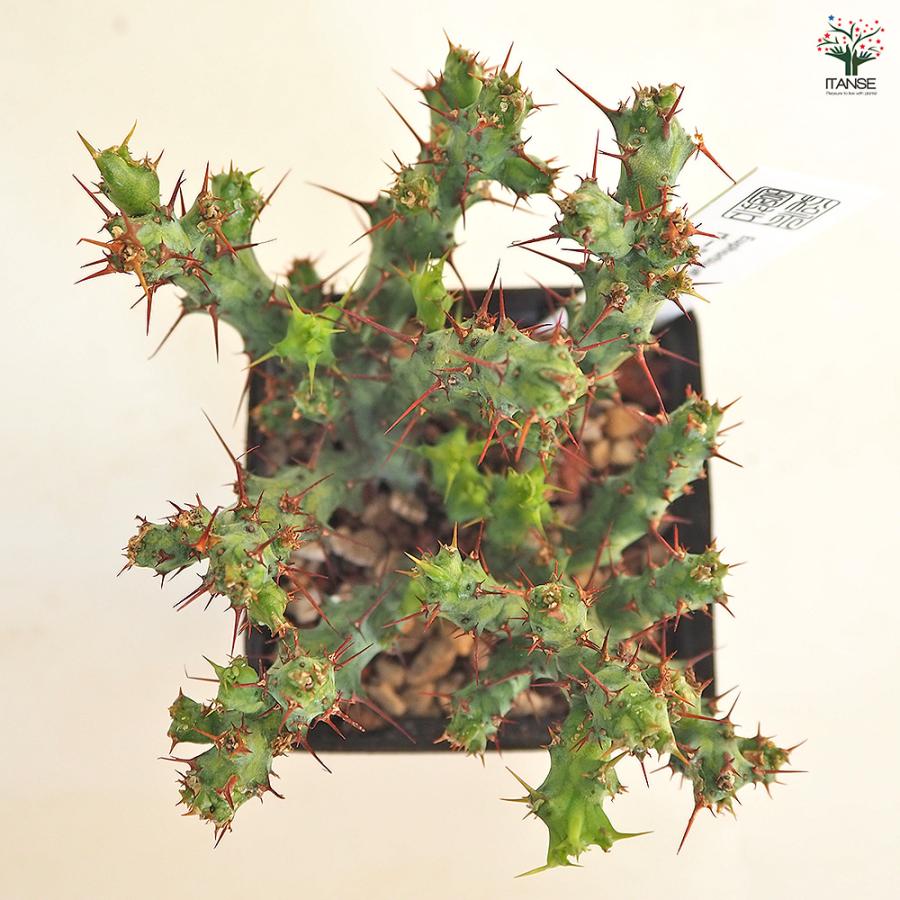 ユーフォルビア　アクチノクラダ ユーフォルビア アクチノクラダ 多肉植物 2.5号/1個売り 花苗 お花