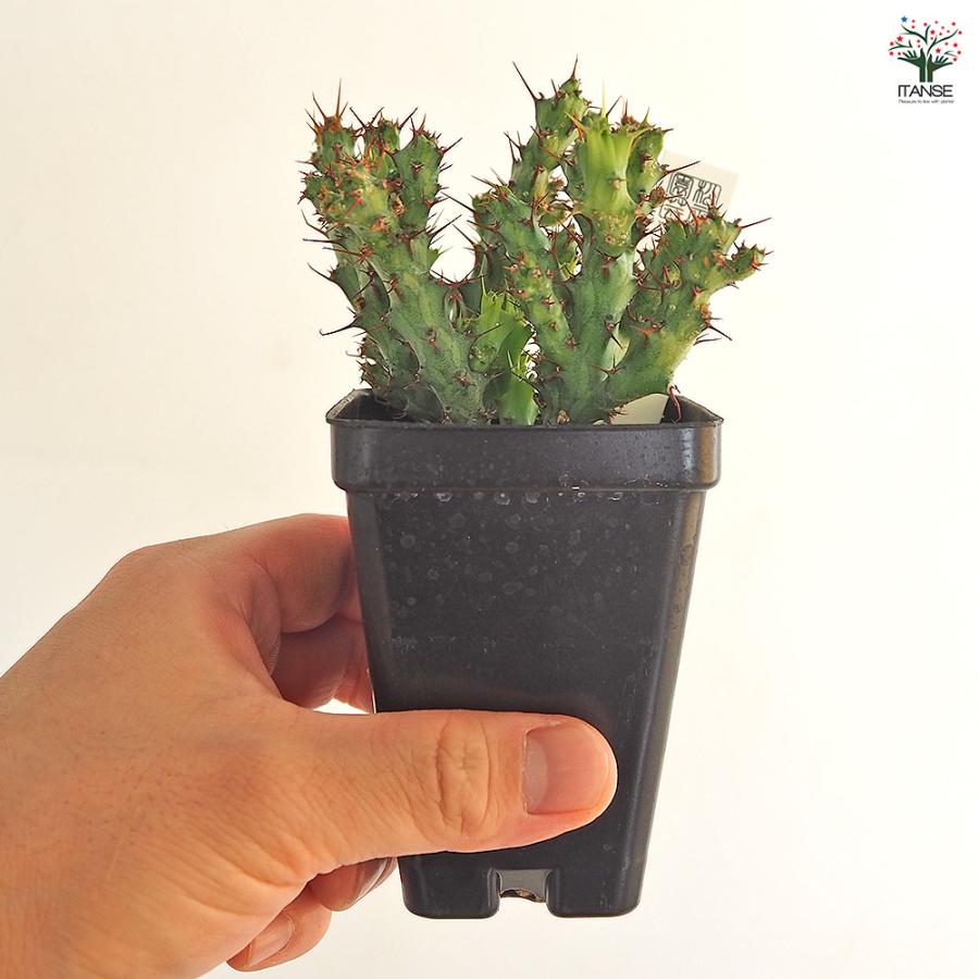 【希少】ユーフォルビア アクチノクラダ コーデックス3寸 塊根植物 グラキリス Euphorbia actinoclada ユーフォルビア・アクチノクラダ メンズに