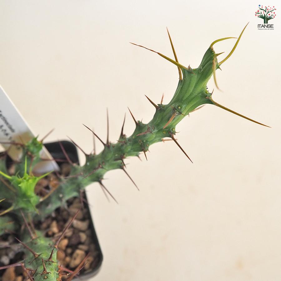 ユーフォルビア アクチノクラダ 多肉植物 2.5号/1個売り 花苗 お花
