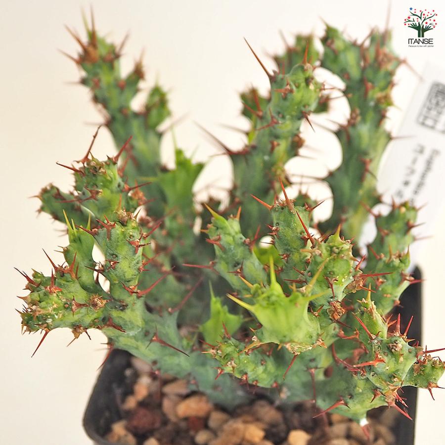 ユーフォルビア アクチノクラダ 多肉植物 2.5号/1個売り 花苗 お花