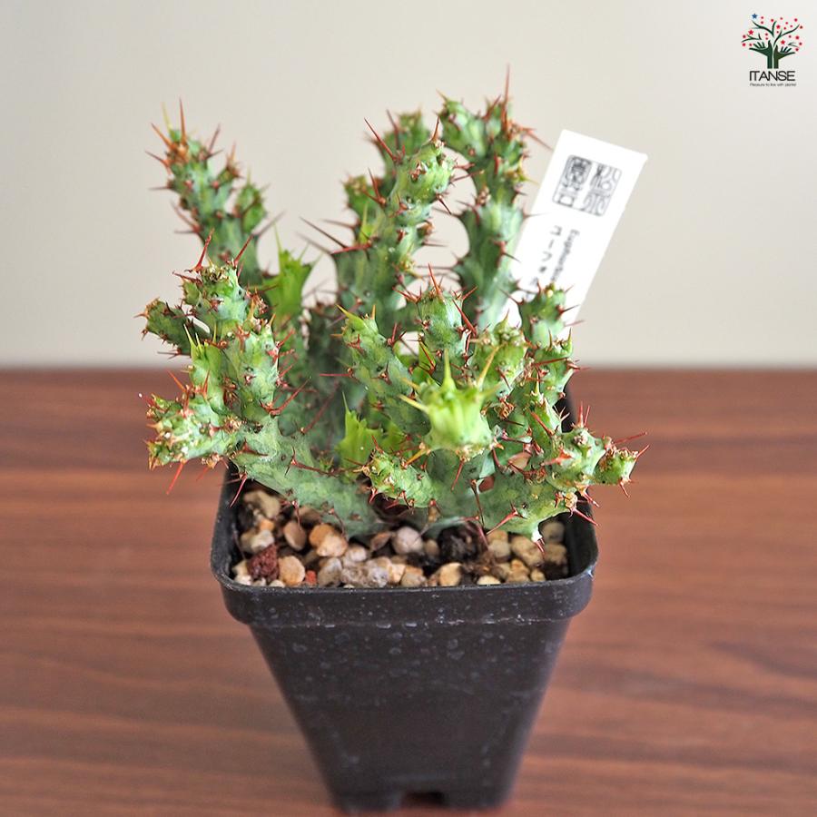 ユーフォルビア アクチノクラダ 多肉植物 2.5号/1個売り 花苗 お花