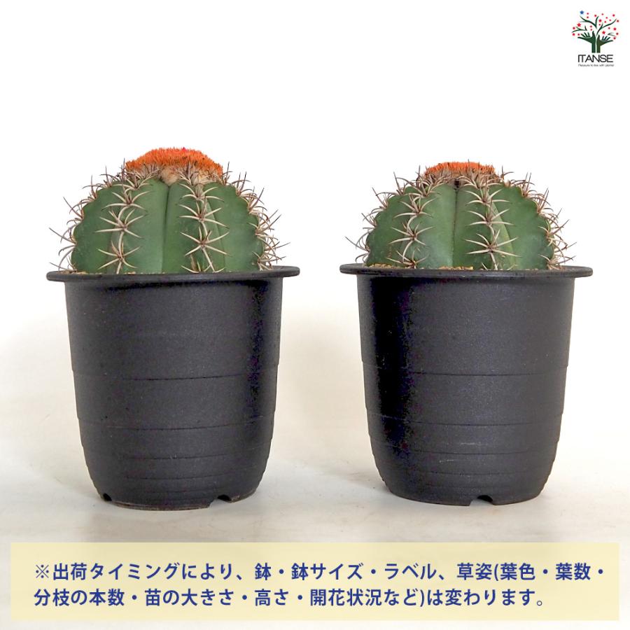 サボテン メロカクタス マタンザヌス 多肉植物 4号/1個売り さぼてん