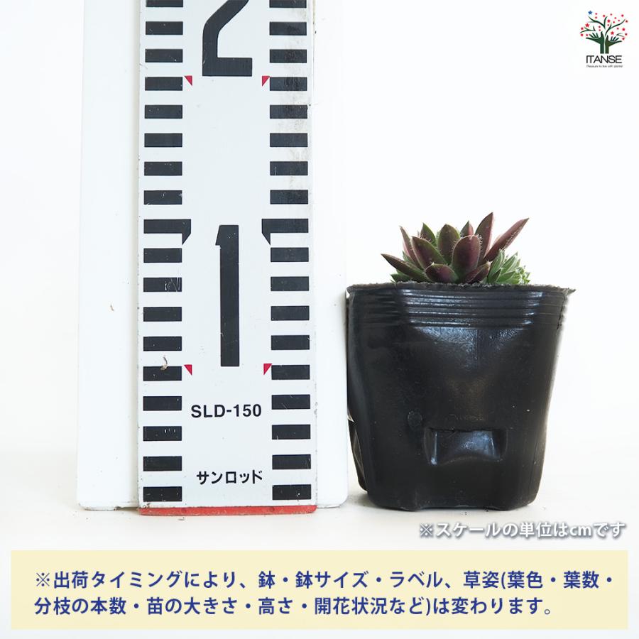 センペルビウム レグニ 多肉植物 3号/1個売り 多肉 観葉植物 観葉
